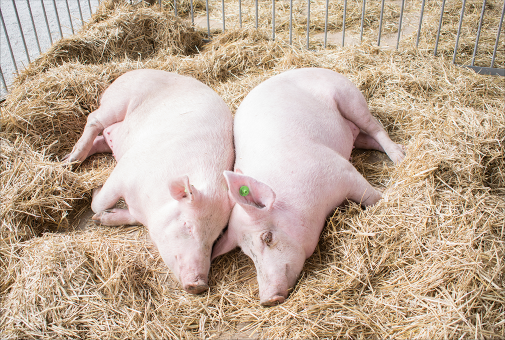 養(yǎng)殖場(chǎng)可采用清潔生產(chǎn)工藝，排放的糞便水人工清除至壓濾機(jī)固液分離后進(jìn)入發(fā)酵池，發(fā)酵后作有機(jī)肥。沖洗廢水經(jīng)過(guò)機(jī)械格柵、初沉池初步固液分離，分離出的糞渣并入發(fā)酵倉(cāng)，經(jīng)分離后的污水進(jìn)入調(diào)節(jié)池進(jìn)行調(diào)節(jié)水質(zhì)水量，使沼氣發(fā)酵單元穩(wěn)定運(yùn)作。沼氣發(fā)酵池的沼液儲(chǔ)存于沼液存儲(chǔ)池中，進(jìn)行沼液再利用。